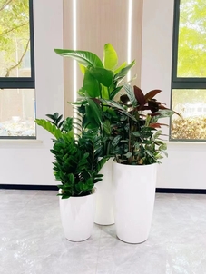 余姚植物租摆专业强，打造专属的绿色风景线！